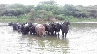 Pandharpuri buffalo पंढरपुरी म्हंशी तळ्यावर धुवायला नेताना [upl. by Ilat261]