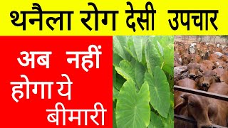 थनैला रोग का 100 देशी और रामबाण ईलाज  Thanela rog ka upchar  Mastitis Treatment [upl. by Junius213]