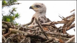 Redtailed Hawklet raised in Eagles Nest  Again [upl. by Anomer]