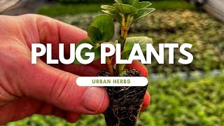 Growing from plug plants What are plug plants Its time to talk about plug plants [upl. by Ungley]