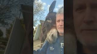 Mini donkey sees other donkeys for the first time in 10 years [upl. by Oguh923]