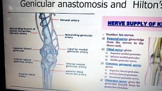 Knee Joint anatomy Human anatomy basic concepts and examination tips [upl. by Dorsy]