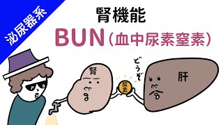 【腎臓】BUN（血中尿素窒素） [upl. by Inna]