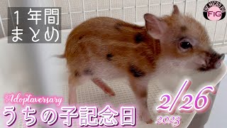 マイクロブタ1年飼ってみてわかったことまとめ【マイクロブタのフィグ】 [upl. by Combs910]