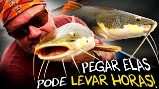 A DIFÍCIL PESCA DA PIRARARA EM BUSCA DOS GIGANTES DO RIO [upl. by Luing]