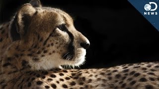 How Cheetahs Are Killing Themselves [upl. by Ydroj254]