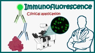 Immunofluorescence  Direct and Indirect Immunofluorescence  clinical application of IF [upl. by Nalyt]