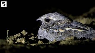 Savanna Nightjar or Caprimulgus affinis in Natural Habitat at Night [upl. by Ramak]