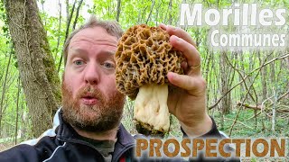 Fin de saison des morilles communes  PROSPECTION Et on en trouve [upl. by Nolaj802]