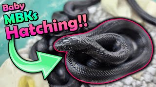 More Baby Mexican Black Kingsnakes Hatching [upl. by Lucinda]