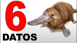 ¡El Ornitorrinco Uno De Los Animales Más Sorprendentes Del Mundo 6 Datos Que Nadie Conoce [upl. by Anirda760]