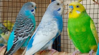 Cute Pet Budgies Chirping 3 Hour Nature Parakeets Bird Sound to Reduce Stress [upl. by Kendell437]