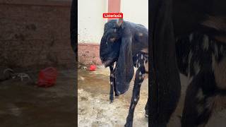 Listeriosis in goat  چکری کی بیماری  Facial paralysis  paralysis  goat goatmedicine goats [upl. by Marcin269]