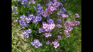 Amazing and Most Beautiful Babiana stricta Flowers [upl. by Levania]