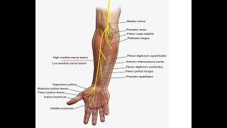 Two Minutes of Anatomy Median Nerve [upl. by Nyrac946]