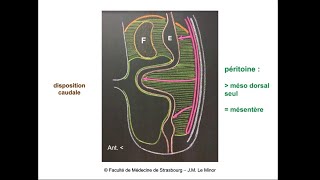 Anatomie générale du système digestif 1 [upl. by Artemahs425]