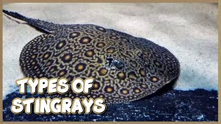 Types of Freshwater Stingrays for Aquarium [upl. by Esiouqrut410]