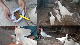 Chechak hens ka desi ilaaj dhond Lia😍 lice treatment  Hens mites [upl. by Enelehs]