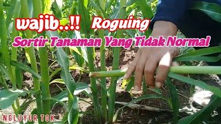 Lakukan RougingAgar Tanaman Jagung Tumbuh Subur dan Maximal [upl. by Leahcimnaes]