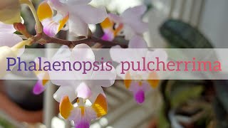 Phalaenopsis pulcherrima ex Doritis orchidea [upl. by Anelec]