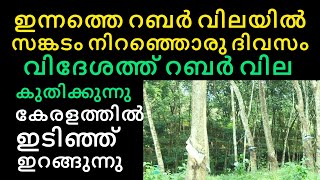 ഇന്നത്തെ റബ്ബർ വിലയിൽ കർഷകർക്ക് നഷ്ടം  Manojnediyackal rubber tapping [upl. by Kenelm]