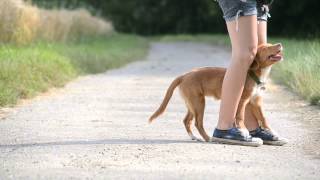 Wasabi the toller  Tricks  5 months [upl. by Pappas]