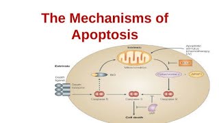 Mechanisms of Apoptosis  Initiation pathway and Execution pathway Phase [upl. by Aniweta]