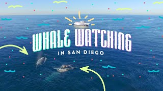 The Ultimate Whale Watching Tour  One Bright Idea [upl. by Sirahs556]