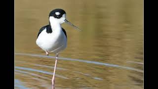 Black necked Stilt [upl. by Mcnamee26]