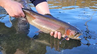 2024 Adult Trout Stocking Schedule Now Available BRoll [upl. by Oreste294]