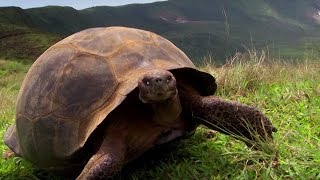 Charles Darwins Galapagos Discovery  Attenborough90  BBC Earth [upl. by Bondon]