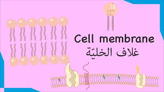 5 Cell membrane غلاف الخليّة  Biology [upl. by Rogerg667]