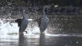 BBC Life The Grebes [upl. by Chiquia]