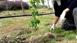 Training and Thinning Young Grape Vine to 2 Shoots [upl. by Wes]