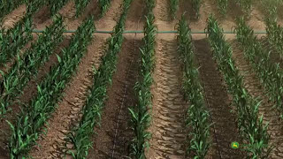 Irrigation System for open field Corn Voiceover EN [upl. by Korten665]