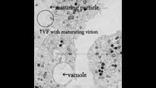 Pithovirus sibericum A new Giant Virus from Siberia [upl. by Neurath]