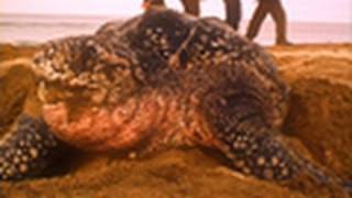 Sea Turtles Match Breathing to Dive Depths  National Geographic [upl. by Macmillan]