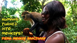 Humans Turned Into Monkeys The Mystery Behind The BoabengFiema Monkey Sanctuary in Ghana [upl. by Llehsal]