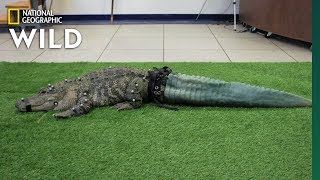 Mr Stubbs the Tailless Alligator Isn’t Stubby Anymore  Nat Geo Wild [upl. by Hamil]