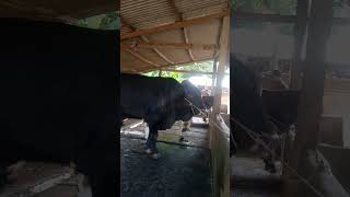 Sapi brangusshortsvideo [upl. by Kreegar957]