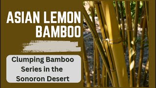 Asian Lemon Bamboo Highlight  bambusa eutuldoides [upl. by Eladnor]