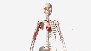 Brachial Artery  Anatomy Branches amp Relations [upl. by Balliett]