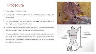 Study of local anaesthetics by different method foot withdrawal reflex in frog [upl. by Ennayllek313]