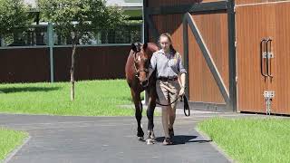 Lot 448  Dundeel x Stay With Me filly [upl. by Sielen732]