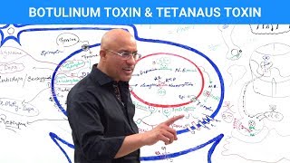 Botulinum Toxin amp Tetanus Toxin Mechanism [upl. by Nylsej]