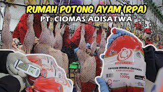 Rumah Potong Ayam RPA PT CIOMAS ADISATWA [upl. by Meadows]