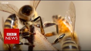 Bees living on top of a London mosque  BBC News [upl. by Hathaway]