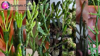 Clonal Variation in Epiphytic Cacti [upl. by Findley612]