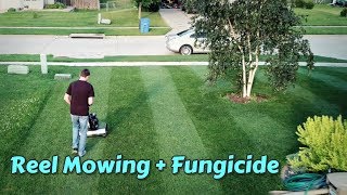 Swardman Reel Mowing  Fungicide Application [upl. by Fae]