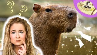 What Does the Capybara Say 5 Fast Facts You NEED to Know About the Capybara [upl. by Nylanaj]